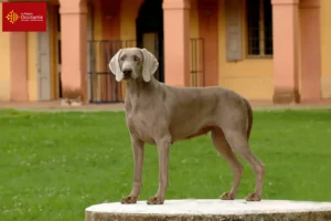 Lire la suite à propos de l’article Éleveurs de weimarans et chiots en Occitanie