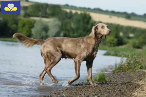 Lire la suite à propos de l’article Éleveurs de weimarans et chiots en Région de Bruxelles-Capitale