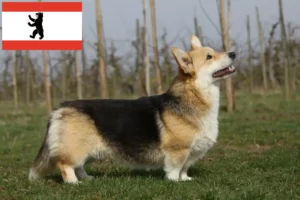 Lire la suite à propos de l’article Welsh Corgi éleveurs et chiots à Berlin