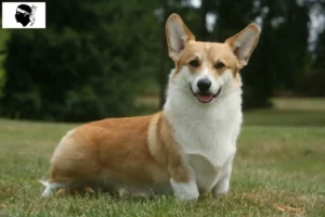 Lire la suite à propos de l’article Éleveurs de Welsh Corgi et chiots en Corse