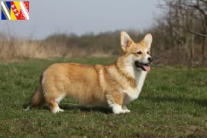 Lire la suite à propos de l’article Éleveurs de Welsh Corgi et chiots en Grand Est