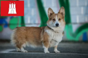 Lire la suite à propos de l’article Welsh Corgi éleveurs et chiots à Hambourg