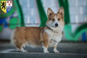 Lire la suite à propos de l’article Éleveurs de Welsh Corgi et chiots en Hauts-de-France