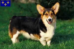 Lire la suite à propos de l’article Éleveurs de Welsh Corgi et chiots en Île-de-France