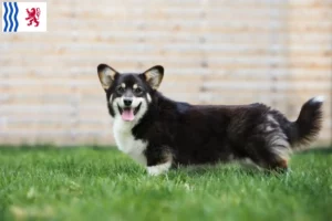 Lire la suite à propos de l’article Welsh Corgi éleveurs et chiots en Nouvelle-Aquitaine