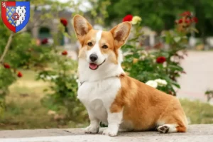 Lire la suite à propos de l’article Welsh Corgi éleveurs et chiots en Pays de la Loire