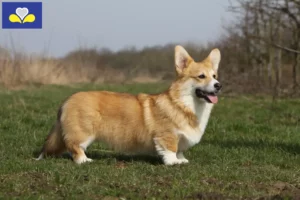 Lire la suite à propos de l’article Éleveurs de Welsh Corgi et chiots en Région de Bruxelles-Capitale