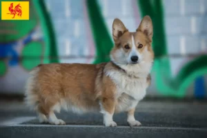 Lire la suite à propos de l’article Welsh Corgi éleveurs et chiots en région wallonne