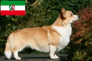 Lire la suite à propos de l’article Welsh Corgi éleveurs et chiots en Rhénanie du Nord-Westphalie