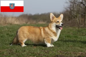 Lire la suite à propos de l’article Welsh Corgi éleveurs et chiots en Thuringe