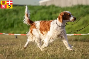 Lire la suite à propos de l’article Éleveurs de Welsh Springer Spaniel et chiots en Auvergne-Rhône-Alpes