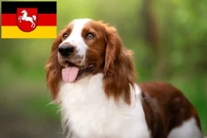 Lire la suite à propos de l’article Welsh Springer Spaniel éleveurs et chiots en Basse-Saxe