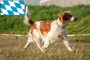 Lire la suite à propos de l’article Welsh Springer Spaniel éleveurs et chiots en Bavière