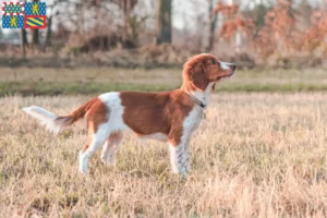 Lire la suite à propos de l’article Éleveurs de Welsh Springer Spaniel et chiots en Bourgogne-Franche-Comté