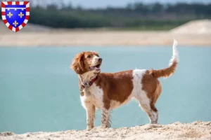 Lire la suite à propos de l’article Welsh Springer Spaniel Éleveurs et chiots en Centre-Val de Loire