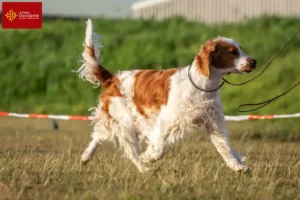 Lire la suite à propos de l’article Éleveurs de Welsh Springer Spaniel et chiots en Occitanie