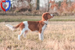 Lire la suite à propos de l’article Welsh Springer Spaniel Éleveurs et chiots en Pays de la Loire