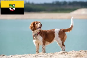 Lire la suite à propos de l’article Welsh Springer Spaniel éleveurs et chiots en Saxe-Anhalt