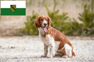 Lire la suite à propos de l’article Welsh Springer Spaniel éleveurs et chiots en Saxe