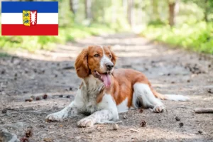 Lire la suite à propos de l’article Welsh Springer Spaniel Éleveurs et chiots dans le Schleswig-Holstein