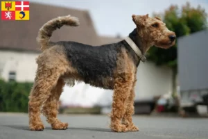 Lire la suite à propos de l’article Éleveurs de Welsh Terriers et chiots en Auvergne-Rhône-Alpes