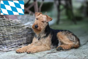 Lire la suite à propos de l’article Éleveurs de Welsh Terriers et chiots en Bavière