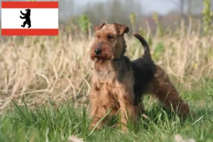 Lire la suite à propos de l’article Éleveurs de Welsh Terriers et chiots à Berlin