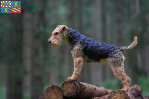 Lire la suite à propos de l’article Éleveurs de Welsh Terriers et chiots en Bourgogne-Franche-Comté