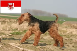 Lire la suite à propos de l’article Welsh Terrier éleveurs et chiots dans le Brandebourg