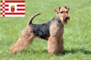 Lire la suite à propos de l’article Éleveurs de Welsh Terriers et chiots à Brême