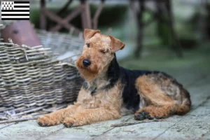 Lire la suite à propos de l’article Éleveurs de Welsh Terriers et chiots en Bretagne