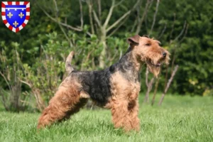 Lire la suite à propos de l’article Éleveurs de Welsh Terriers et chiots en Centre-Val de Loire