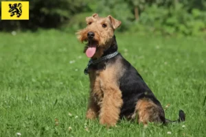 Lire la suite à propos de l’article Éleveurs de Welsh Terriers et chiots en Flandre