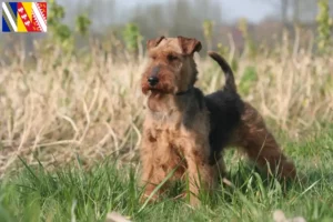 Lire la suite à propos de l’article Éleveurs de Welsh Terriers et chiots en Grand Est