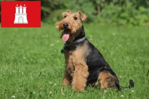 Lire la suite à propos de l’article Éleveurs de Welsh Terriers et chiots à Hambourg