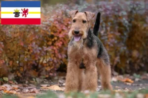 Lire la suite à propos de l’article Éleveurs de Welsh Terriers et chiots dans le Mecklembourg-Poméranie occidentale