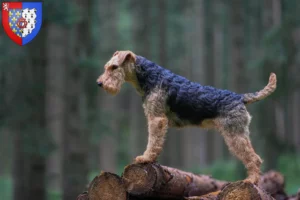 Lire la suite à propos de l’article Éleveurs de Welsh Terriers et chiots en Pays de la Loire