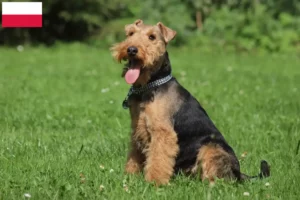 Lire la suite à propos de l’article Éleveurs de Welsh Terriers et chiots en Pologne