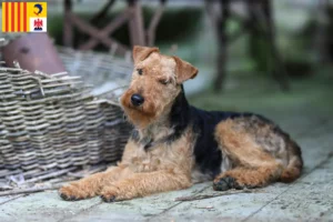 Lire la suite à propos de l’article Éleveurs de Welsh Terriers et chiots en Provence-Alpes-Côte d’Azur