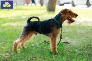 Lire la suite à propos de l’article Éleveurs de Welsh Terriers et chiots en Région de Bruxelles-Capitale