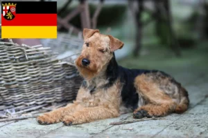 Lire la suite à propos de l’article Welsh Terrier éleveurs et chiots en Rhénanie-Palatinat