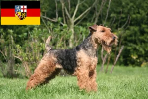 Lire la suite à propos de l’article Éleveurs de Welsh Terriers et chiots en Sarre