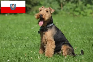 Lire la suite à propos de l’article Éleveurs de Welsh Terriers et chiots en Thuringe