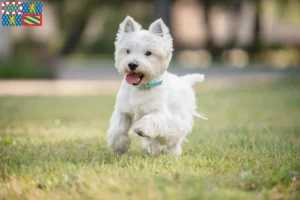 Lire la suite à propos de l’article Éleveurs de westies et chiots en Bourgogne-Franche-Comté