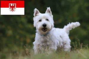 Lire la suite à propos de l’article Éleveurs de westies et chiots dans le Brandebourg