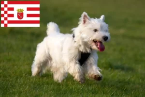 Lire la suite à propos de l’article Éleveurs de westies et chiots à Brême