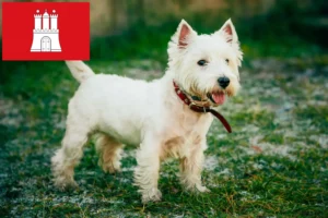 Lire la suite à propos de l’article Éleveurs de westies et chiots à Hambourg