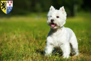 Lire la suite à propos de l’article Éleveurs de westies et chiots en Hauts-de-France