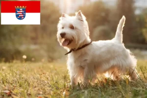 Lire la suite à propos de l’article Éleveurs de Westie et chiots en Hesse