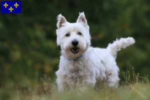 Lire la suite à propos de l’article Éleveurs de westies et chiots en Île-de-France